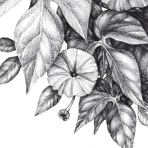 Ink Drawing Prints