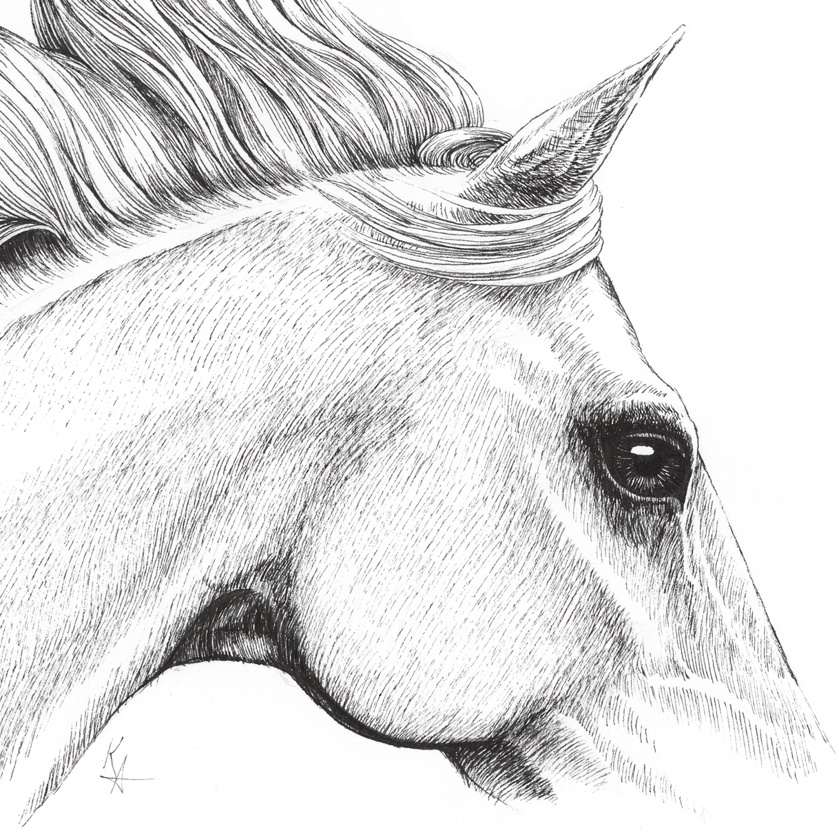 Equine Grace